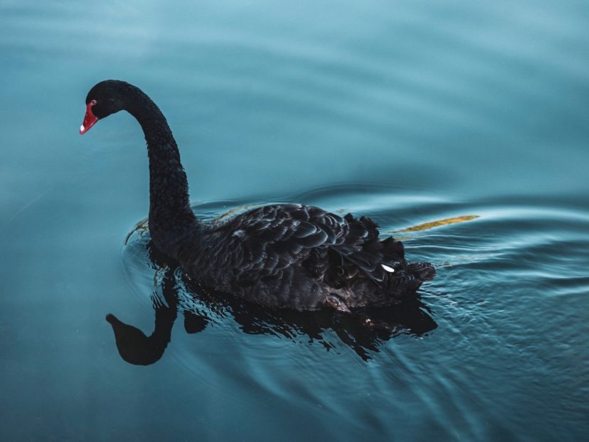 Black Swan